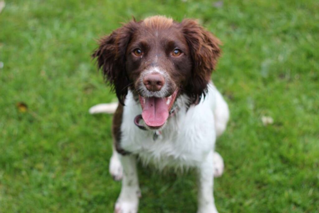 How long do English Springer Spaniels live