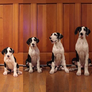 how many puppies do great danes have