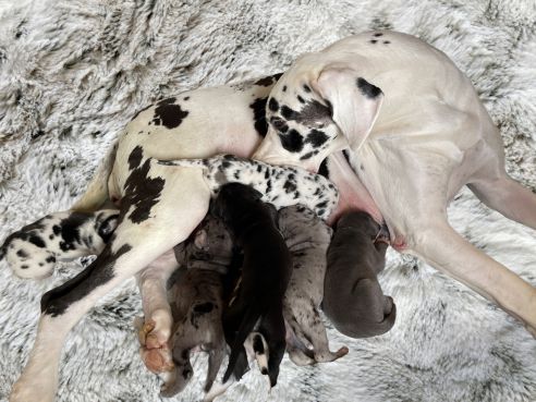 how many puppies do great danes have