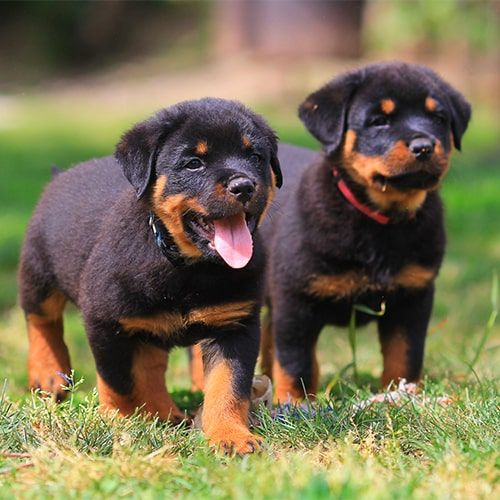 how many puppies do rottweilers have