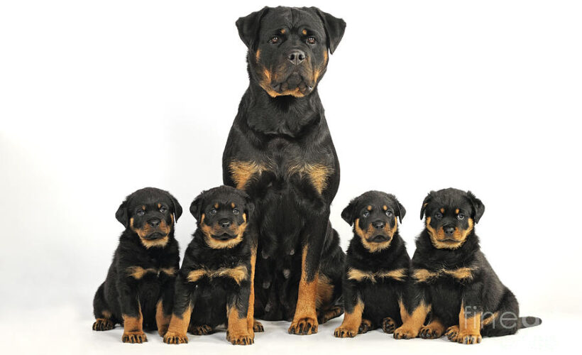 how many puppies do rottweilers have