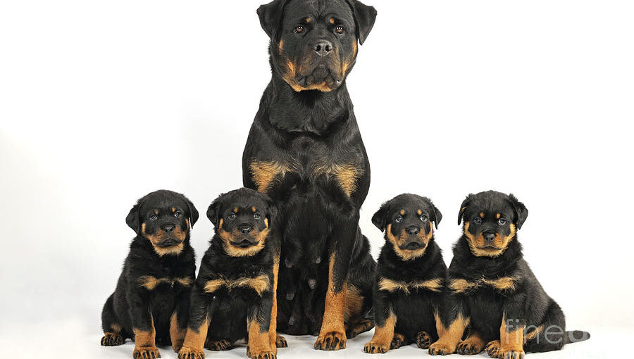 how many puppies do rottweilers have