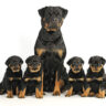 how many puppies do rottweilers have