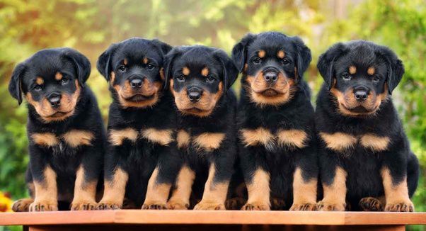 how many puppies do rottweilers have