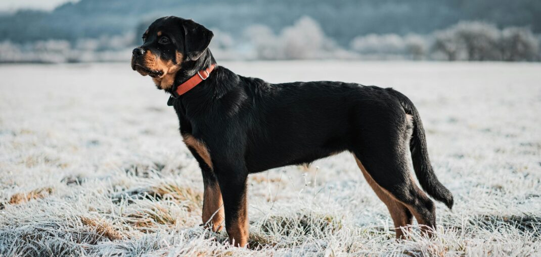 what is the lifespan of a rottweiler