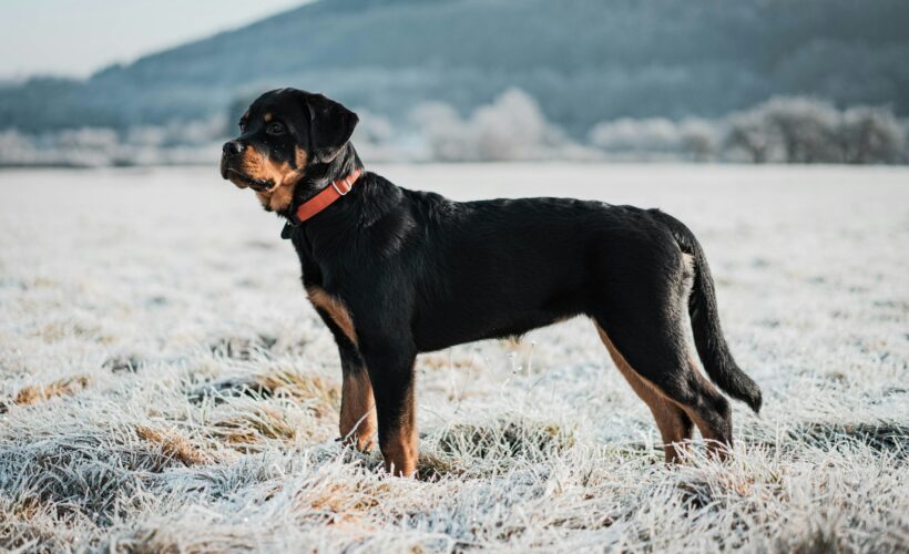 what is the lifespan of a rottweiler