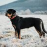 what is the lifespan of a rottweiler