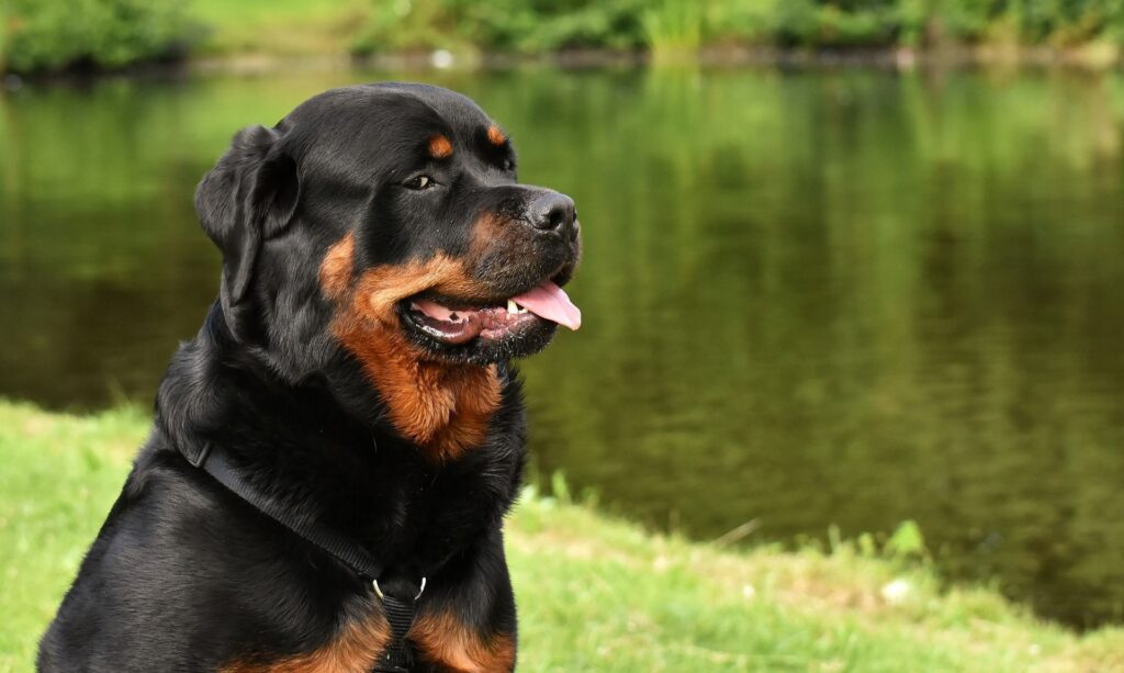 what is the lifespan of a rottweiler