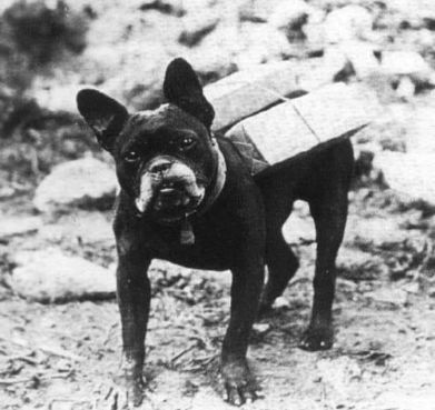 what did french bulldogs used to look like