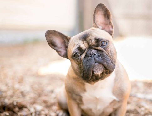 what did french bulldogs used to look like