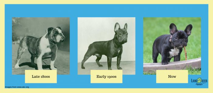 what did french bulldogs used to look like