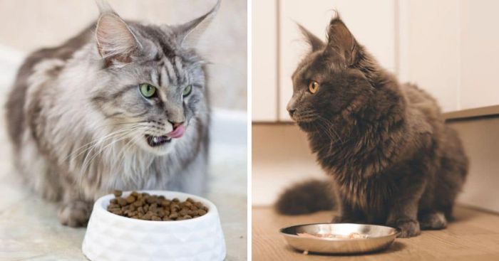 what does maine coon cats eat