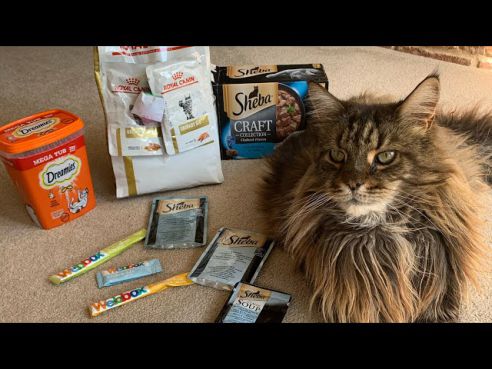 what does maine coon cats eat