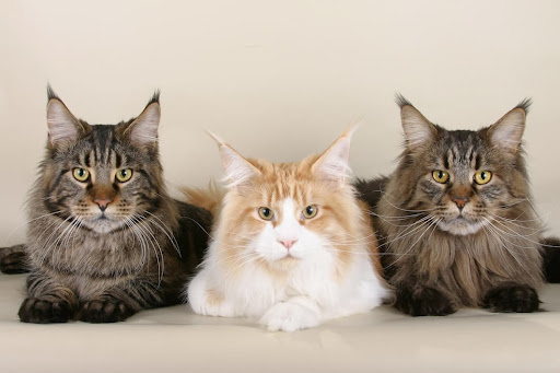 what does maine coon cats eat