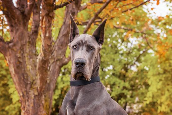 where did great danes come from