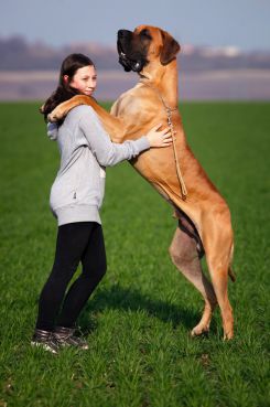 where did great danes come from