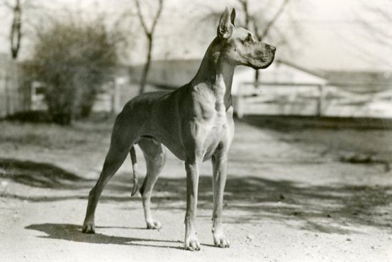 where did great danes come from