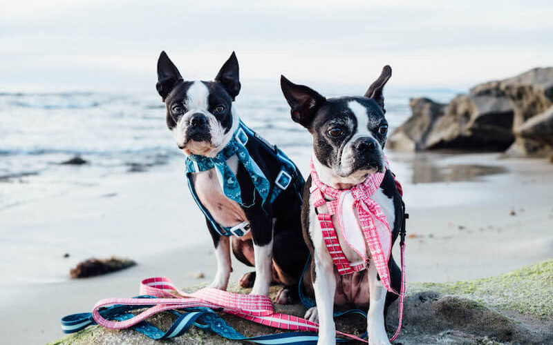 why do boston terriers fart so much