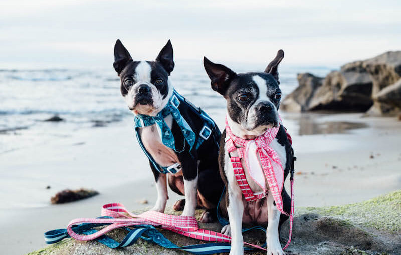 why do boston terriers fart so much