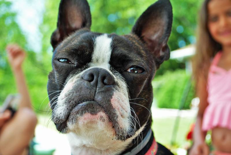 why do boston terriers fart so much