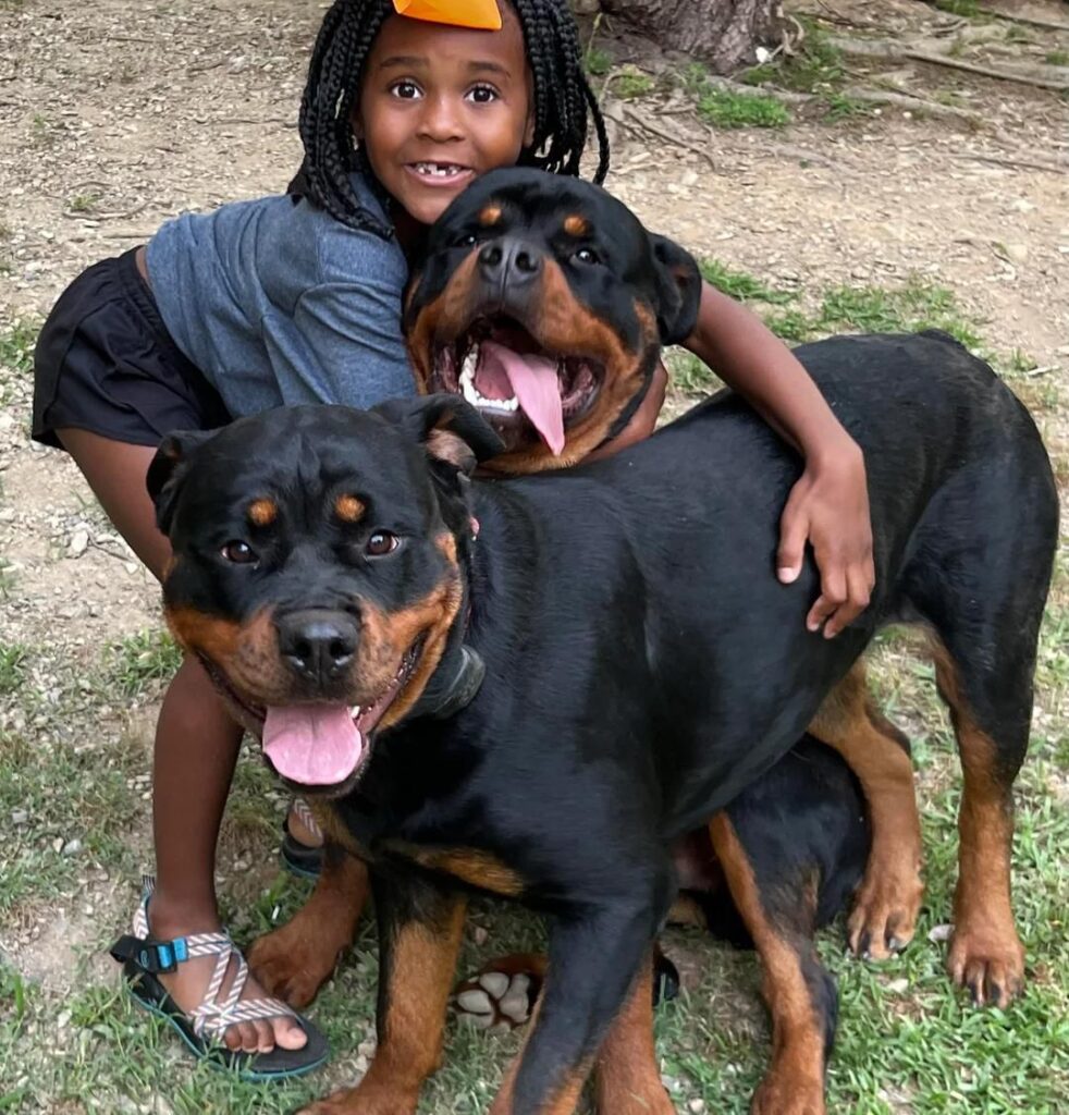 what is the lifespan of a rottweiler