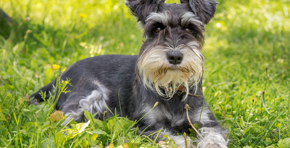 are schnauzers good dogs