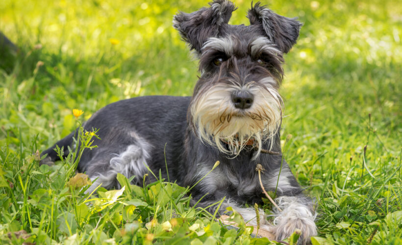 are schnauzers good dogs