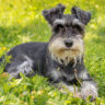 are schnauzers good dogs