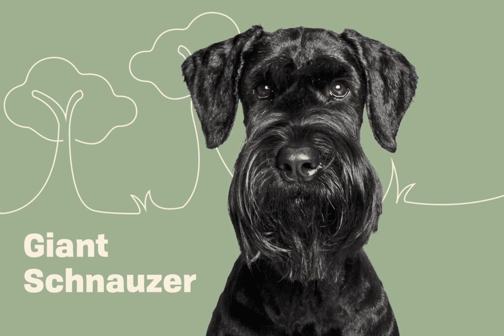 are schnauzers good dogs