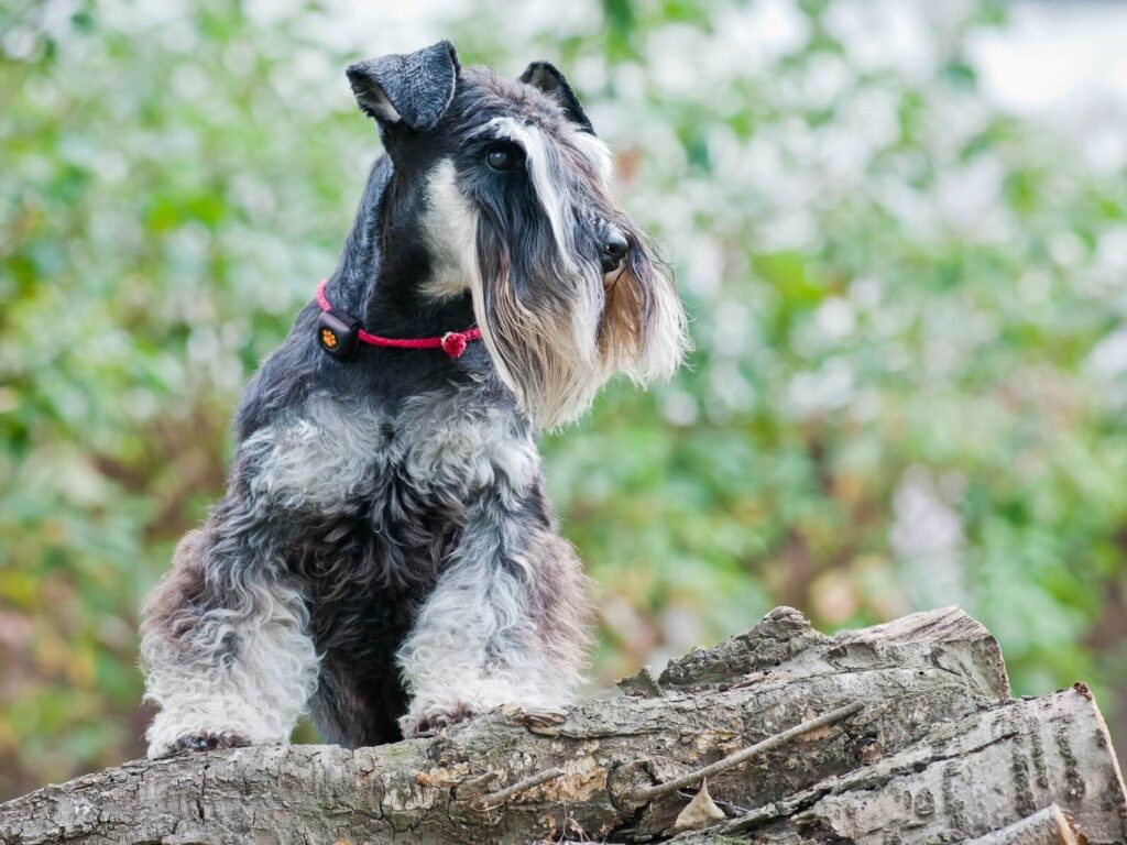 are schnauzers good dogs