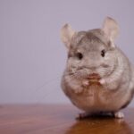 can chinchillas eat apples