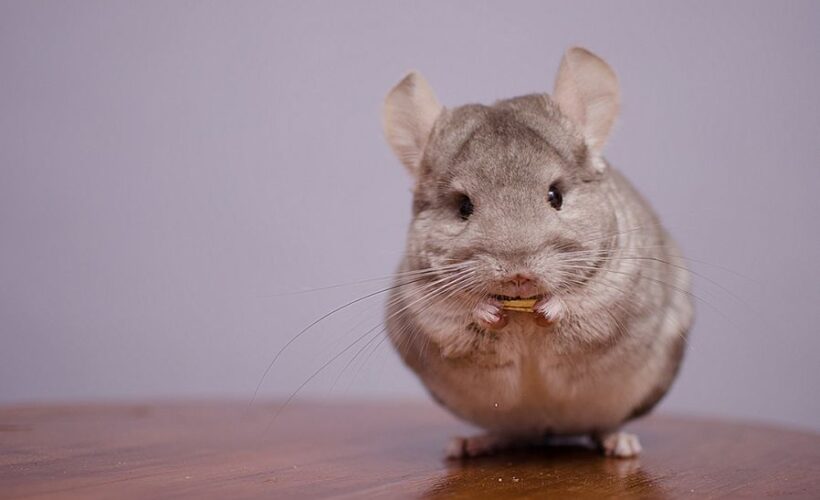 can chinchillas eat apples