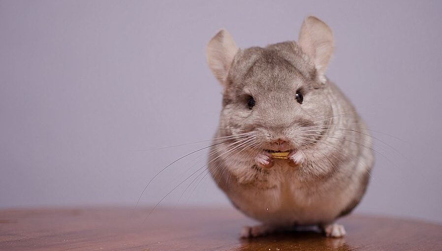 can chinchillas eat apples