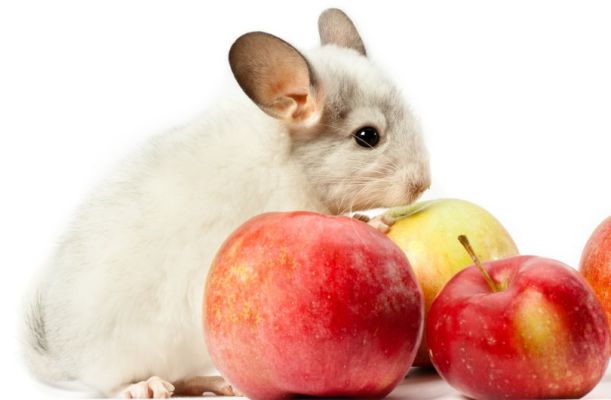 can chinchillas eat apples