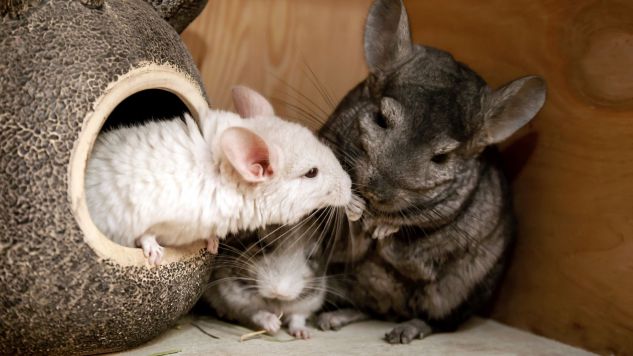 can chinchillas eat apples