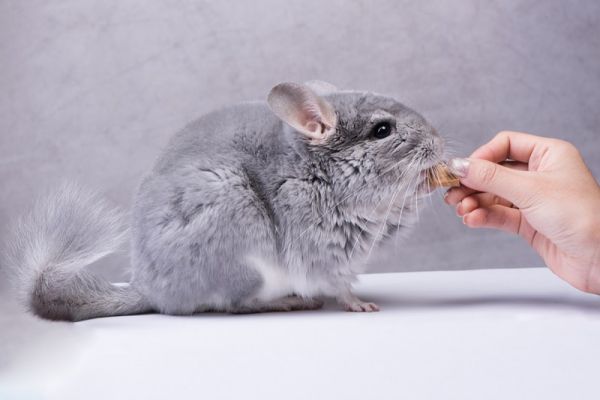 can chinchillas eat apples