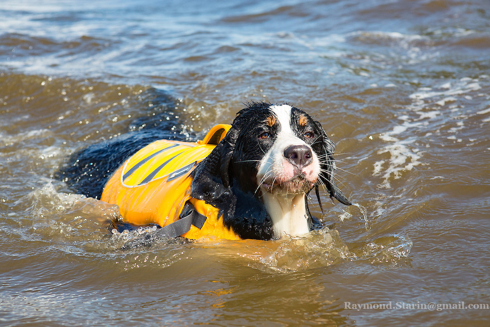 do bernese mountain dogs like water2