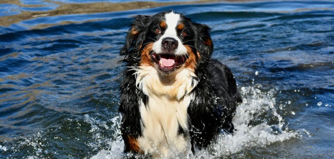 do bernese mountain dogs like water