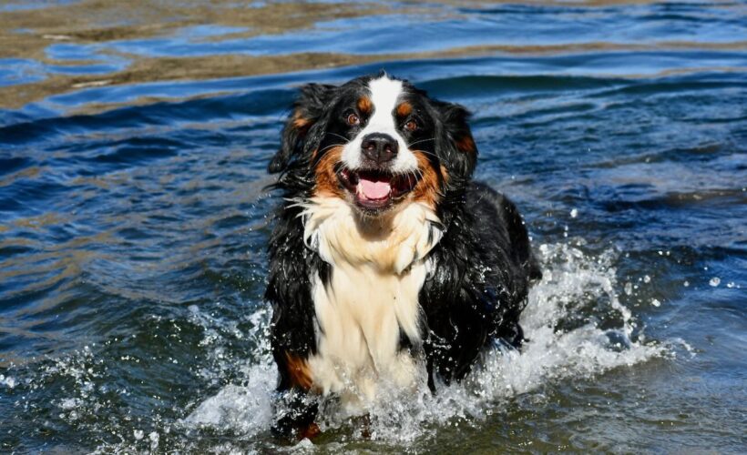 do bernese mountain dogs like water