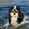 do bernese mountain dogs like water