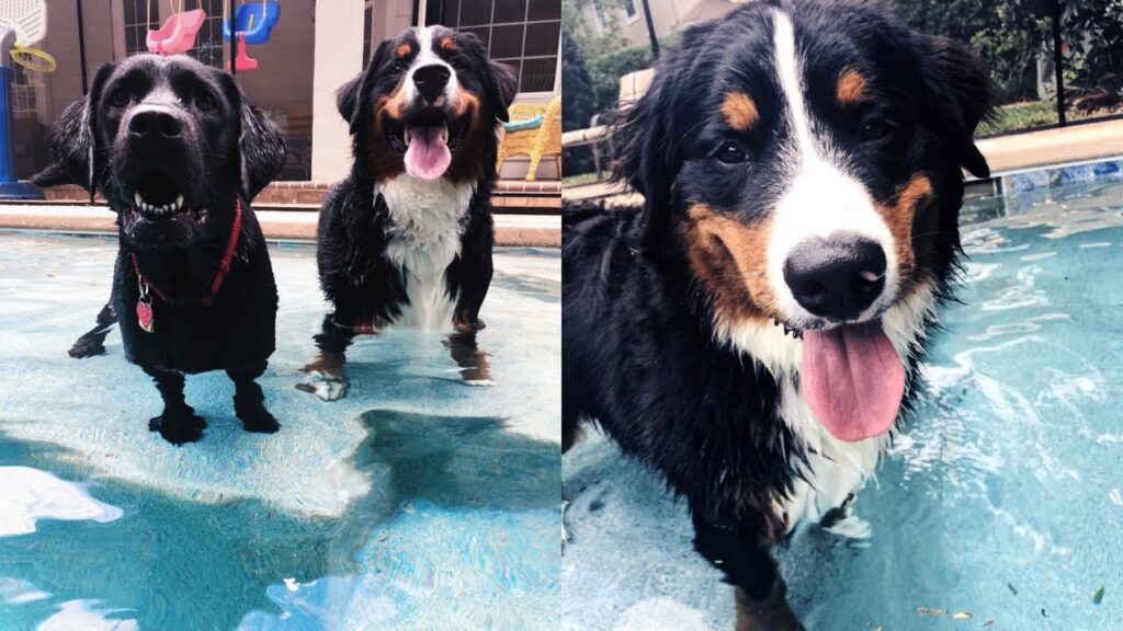 do bernese mountain dogs like water