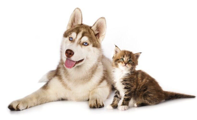 do huskies get along with cats