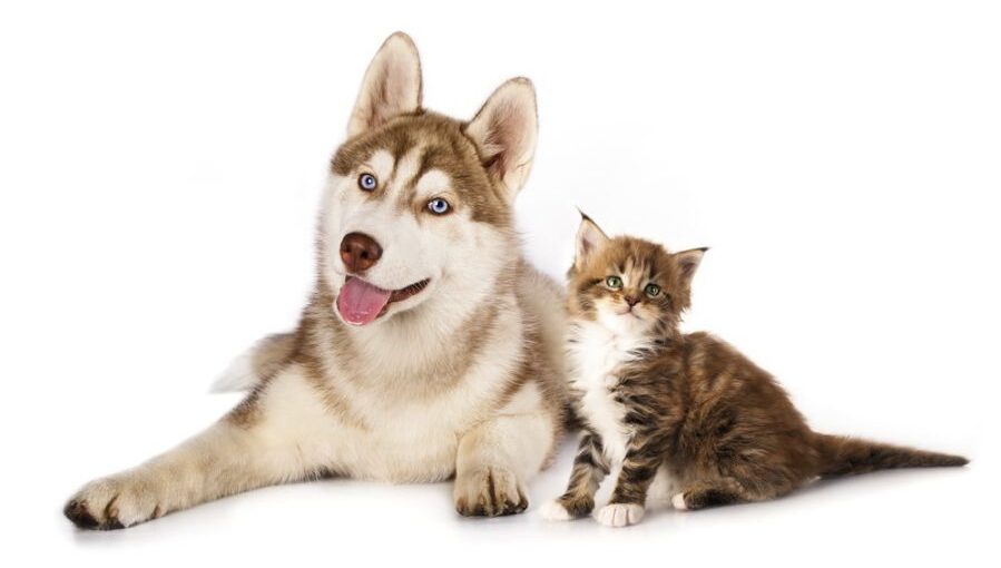 do huskies get along with cats