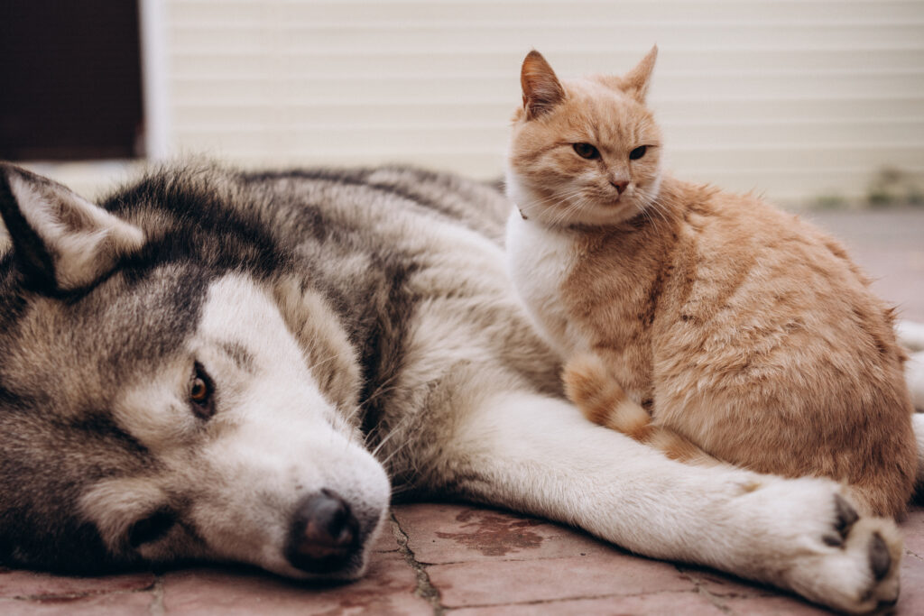 do huskies get along with cats