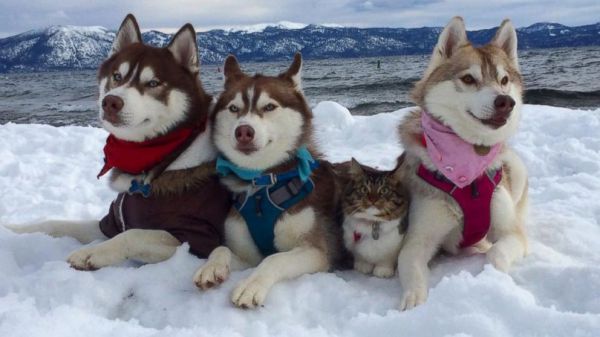 do huskies get along with cats