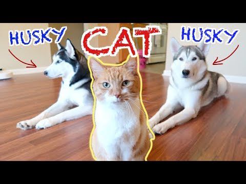 do huskies get along with cats