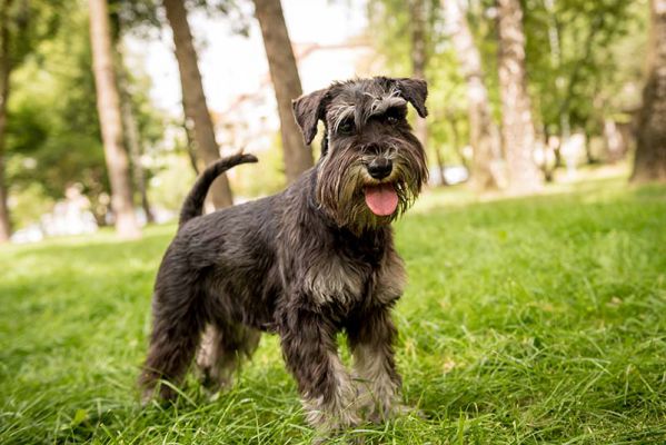 do schnauzers bark a lot