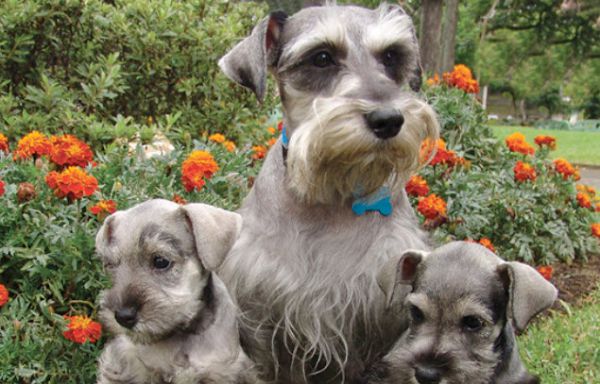 do schnauzers bark a lot