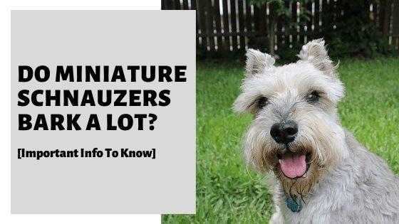 do schnauzers bark a lot