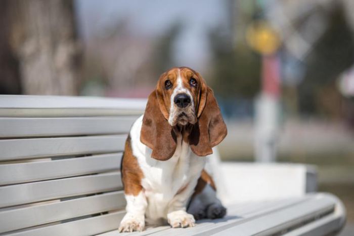 how big do basset hounds get